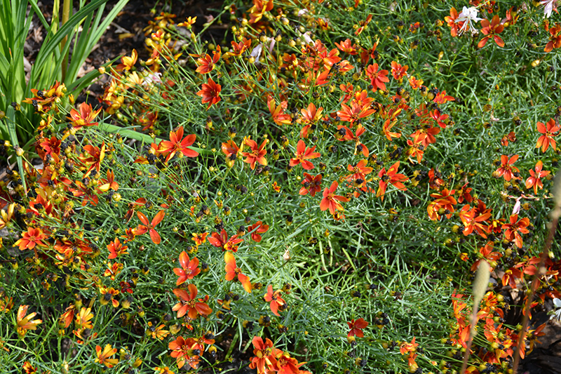 Sizzle And Spice Crazy Cayenne Tickseed (Coreopsis verticillata 'Crazy Cayenne') at Rainbow Gardens