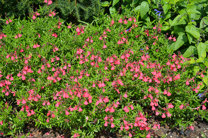 Lipstick Texas Sage (Salvia greggii 'Lipstick') at Rainbow Gardens
