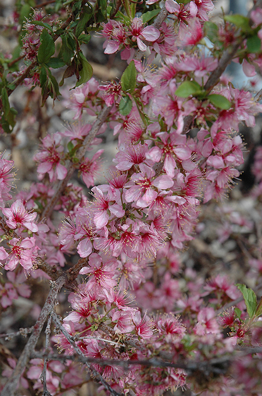 Dwarf Bush Cherry (Prunus jacquemontii) at Rainbow Gardens