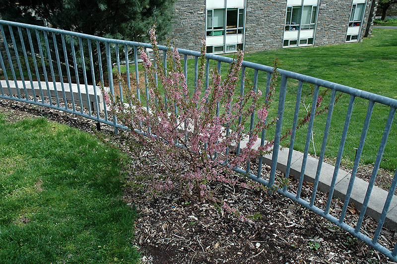 Dwarf Bush Cherry (Prunus jacquemontii) at Rainbow Gardens