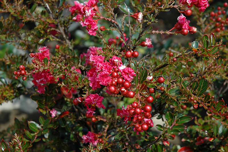 Tightwad Red Crapemyrtle (Lagerstroemia indica 'Whit V') at Rainbow Gardens