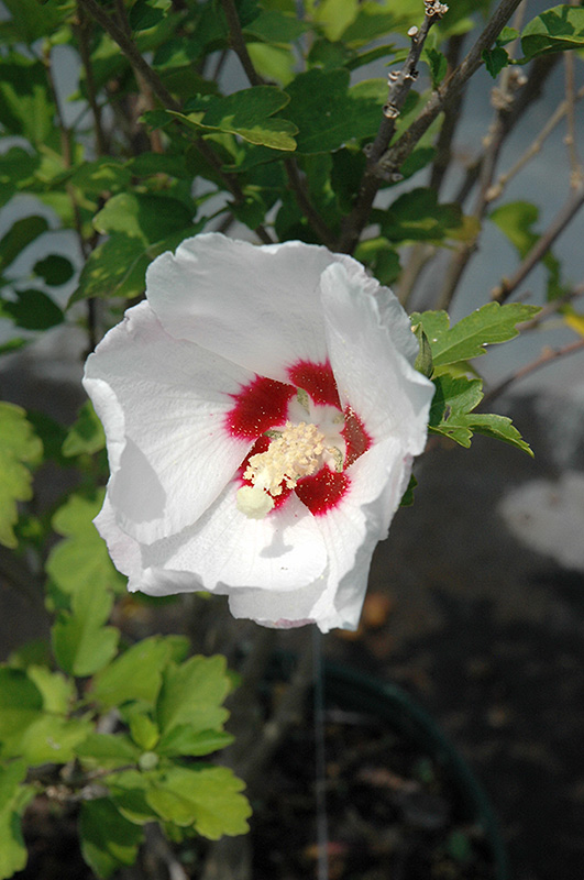 Red Heart Rose Of Sharon (Hibiscus syriacus 'Red Heart') at Rainbow Gardens