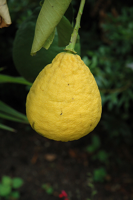 Ponderosa Lemon (Citrus 'Ponderosa') at Rainbow Gardens