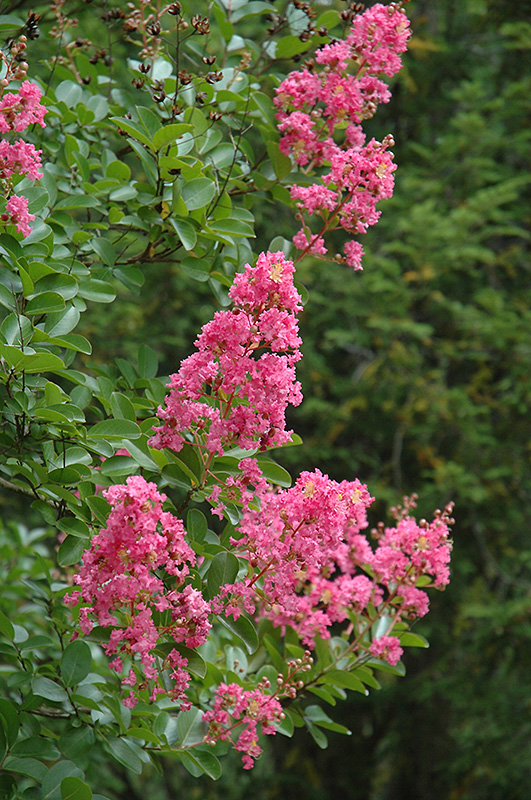 Hopi Crapemyrtle (Lagerstroemia 'Hopi') at Rainbow Gardens