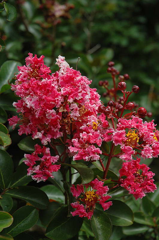Prairie Lace Crapemyrtle (Lagerstroemia indica 'Prairie Lace') at Rainbow Gardens