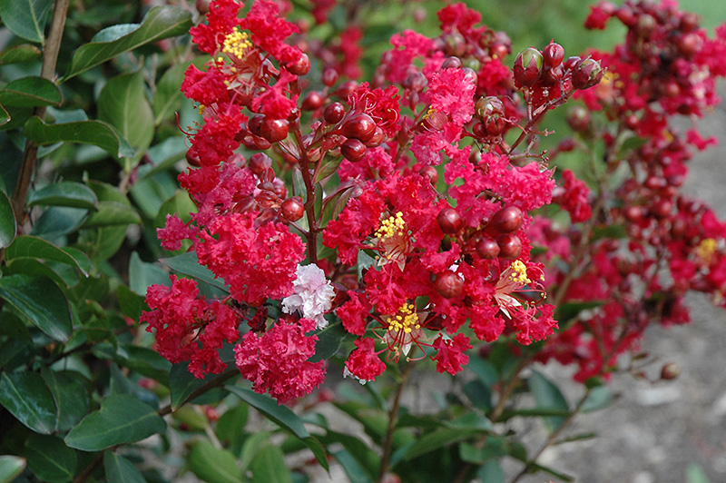 Red Rooster Crapemyrtle (Lagerstroemia indica 'PIILAG III') at Rainbow Gardens