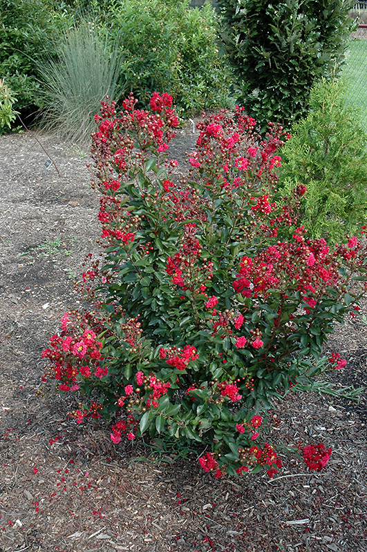 Red Rooster Crapemyrtle (Lagerstroemia indica 'PIILAG III') at Rainbow Gardens