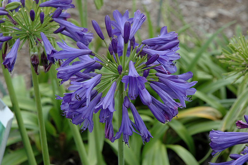 Blue Bayou Agapanthus (Agapanthus 'Blue Bayou') in San Antonio, Texas ...