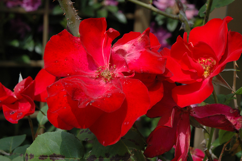 Altissimo Rose (Rosa 'Altissimo') at Rainbow Gardens