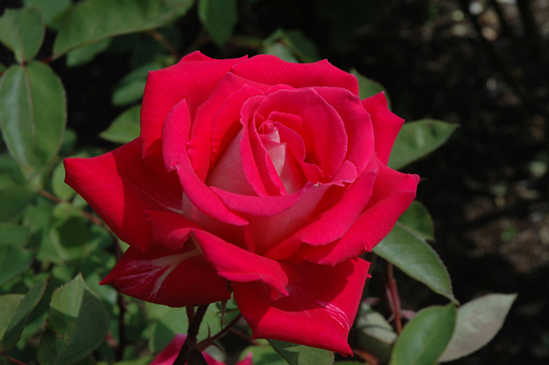 Love Rose (Rosa 'Love') at Rainbow Gardens