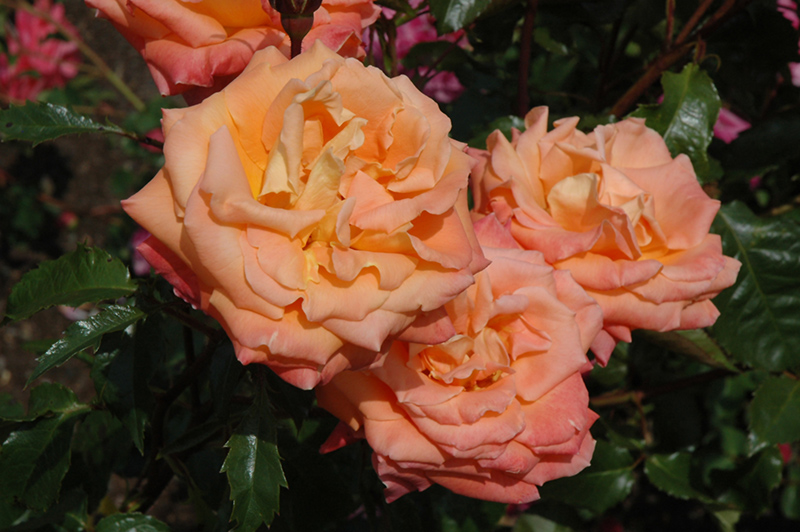 New Year Rose (Rosa 'MACnewye') at Rainbow Gardens