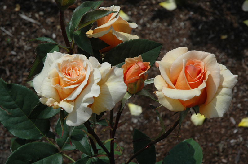 Brandy Rose (Rosa 'Brandy') at Rainbow Gardens