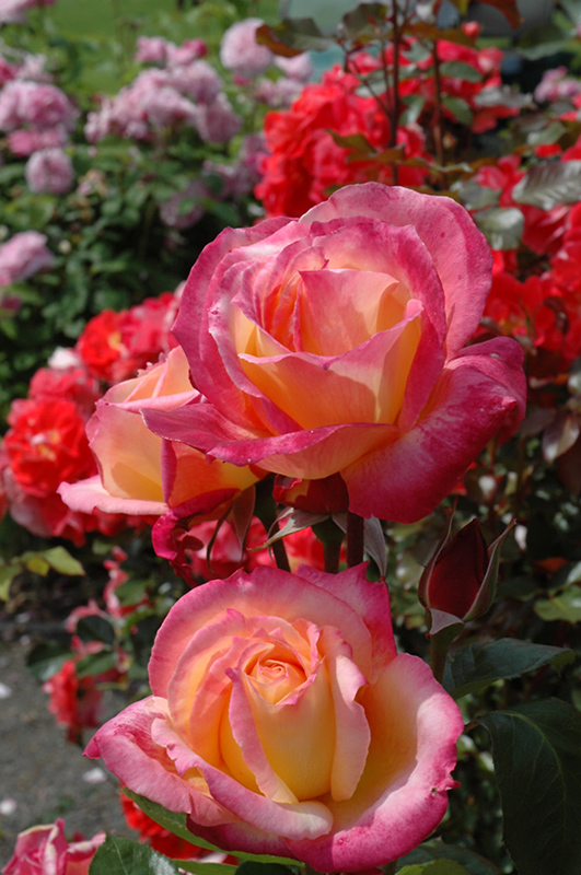 Broadway Rose (Rosa 'BURway') at Rainbow Gardens