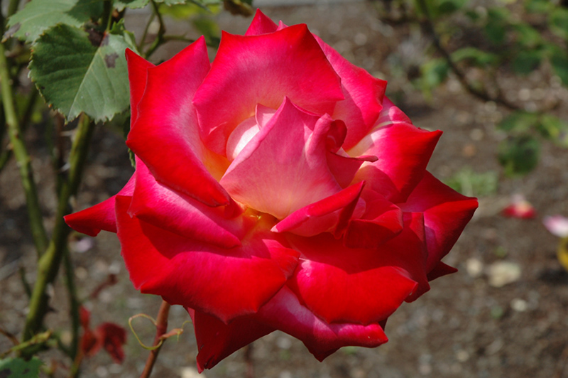 Mon Cheri Rose (Rosa 'AROcher') at Rainbow Gardens