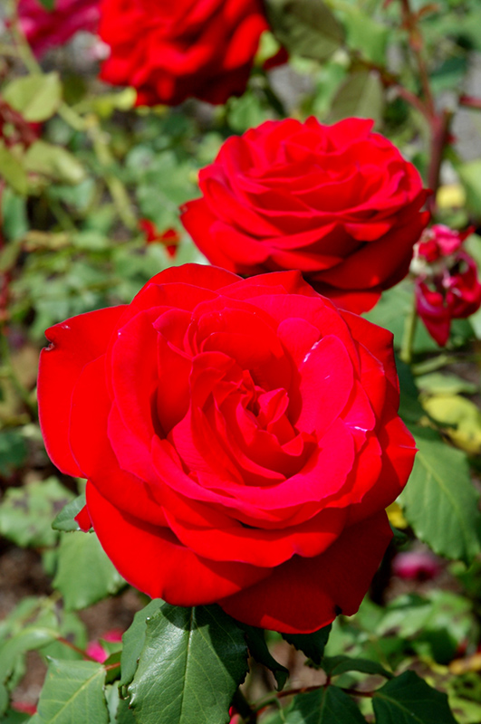 Olympiad Rose (Rosa 'Olympiad') at Rainbow Gardens