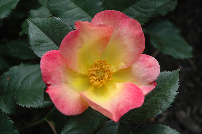 Watercolors Home Run Rose (Rosa 'WEKclaflobo') at Rainbow Gardens