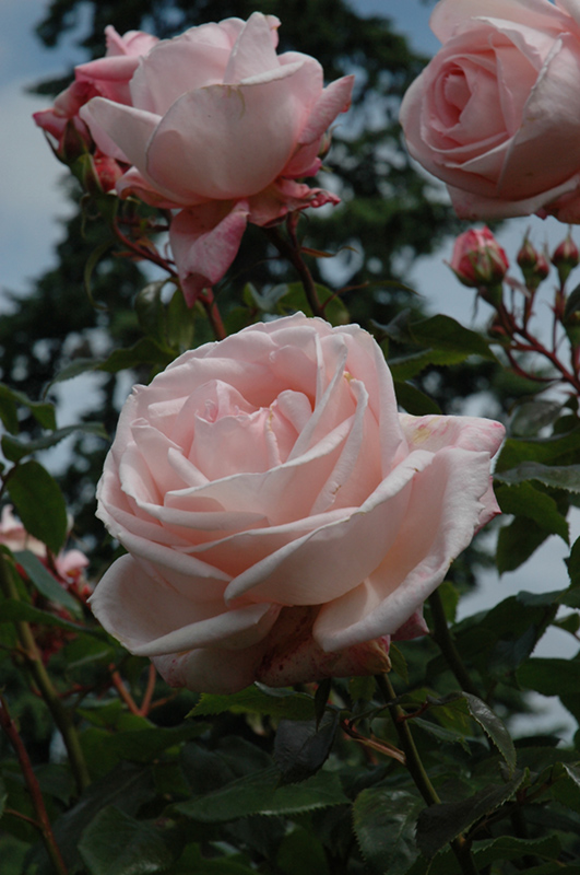 New Zealand Rose (Rosa 'MACgenev') at Rainbow Gardens