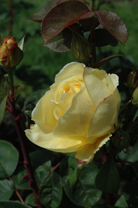 Chi-Ching Rose (Rosa 'Chi-Ching') at Rainbow Gardens
