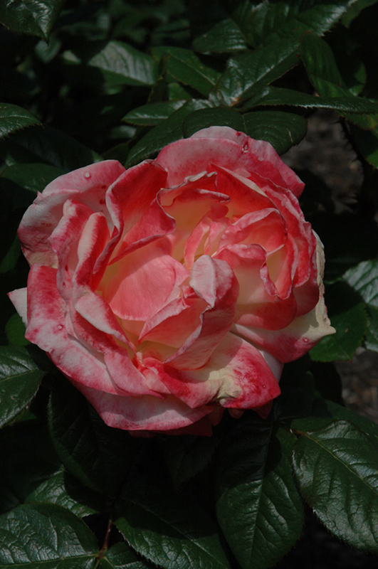 Mercury Rising Rose (Rosa 'Meilantmen') at Rainbow Gardens