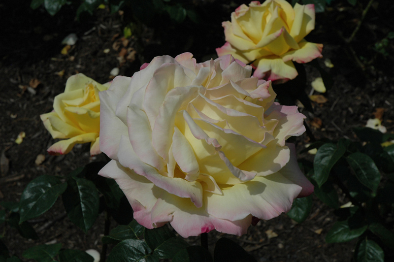 Peace Rose (Rosa 'Peace') at Rainbow Gardens