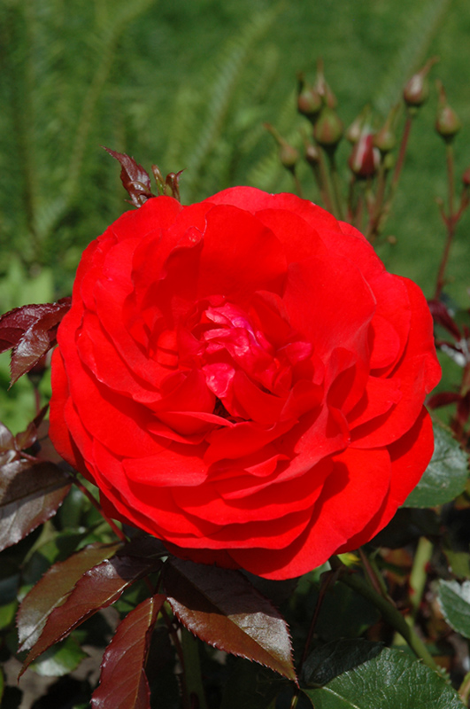 Trumpeter Rose (Rosa 'Mactru') at Rainbow Gardens