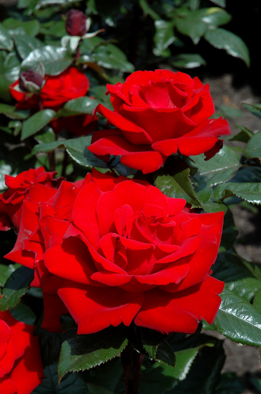 Crimson Bouquet Rose (Rosa 'Crimson Bouquet') at Rainbow Gardens