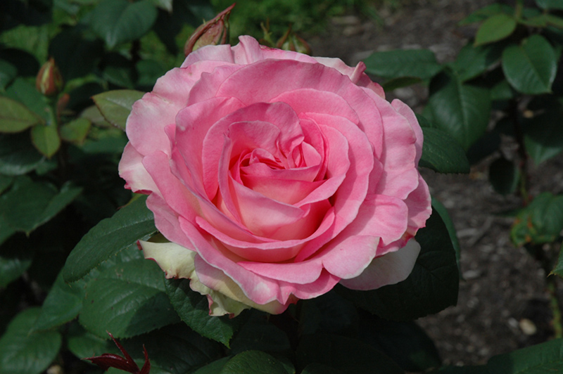 Falling In Love Rose (Rosa 'WEKmoomar') at Rainbow Gardens