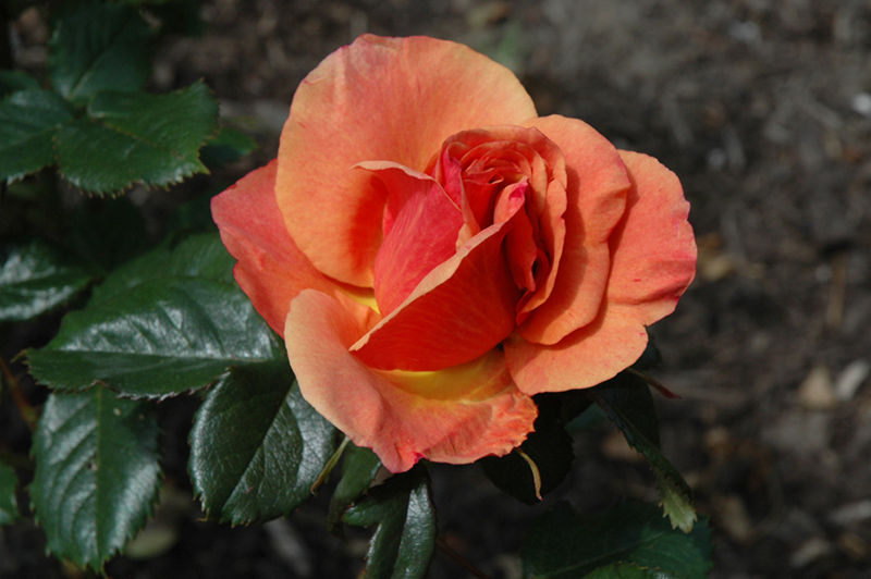 Anna's Promise Rose (Rosa 'WEKdoofat') at Rainbow Gardens