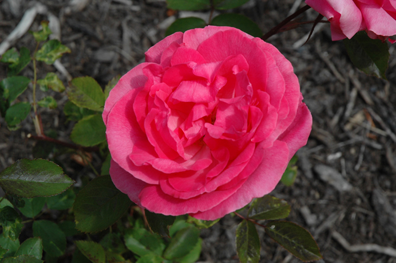 Tahitian Treasure Rose (Rosa 'Radtreasure') at Rainbow Gardens
