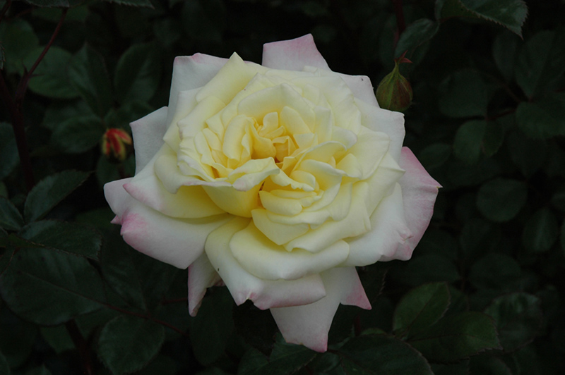Music Box Rose (Rosa 'BAIbox') at Rainbow Gardens