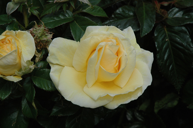Sunshine Daydream Rose (Rosa 'Meikanaro') at Rainbow Gardens