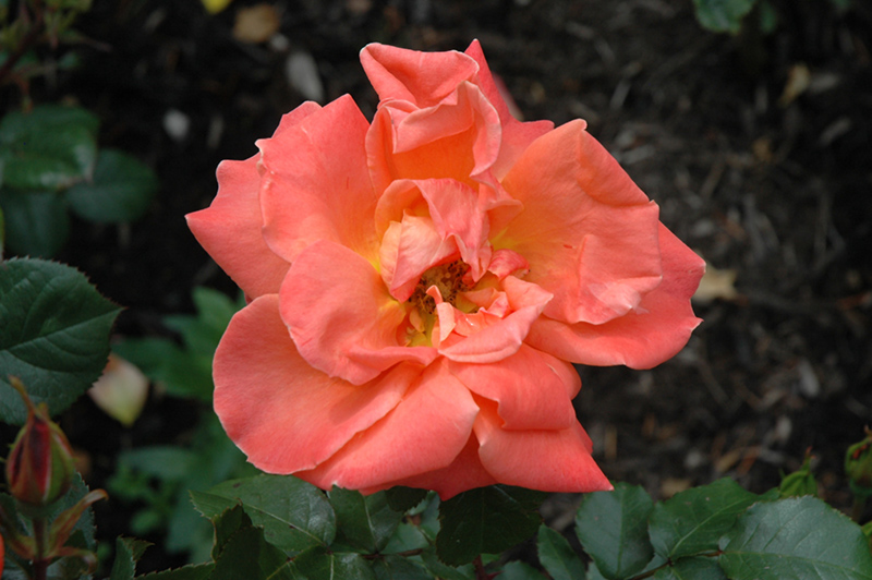 Spanish Sunset Rose (Rosa 'FRAsunpatch') at Rainbow Gardens