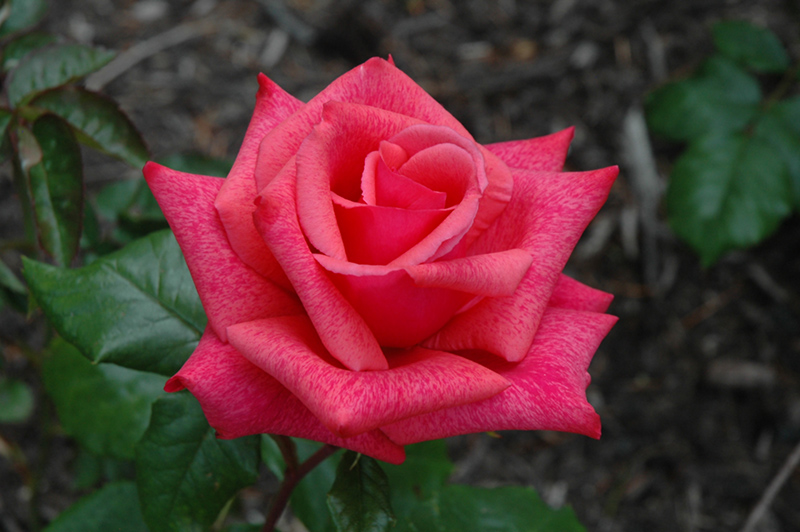 Cinnamon Dolce Rose (Rosa 'Meitadeha') at Rainbow Gardens