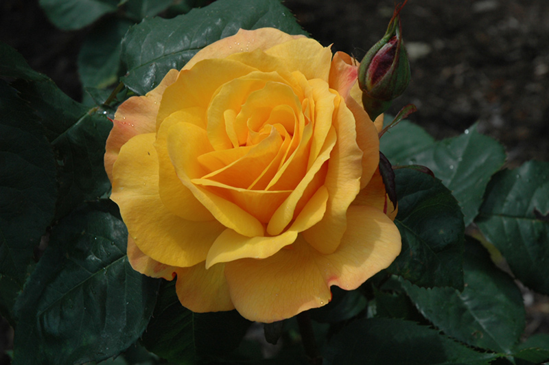 Good As Gold Rose (Rosa 'WEKgobafa') at Rainbow Gardens