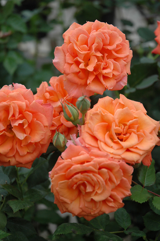 Adobe Sunrise Rose (Rosa 'Meipluvia') at Rainbow Gardens
