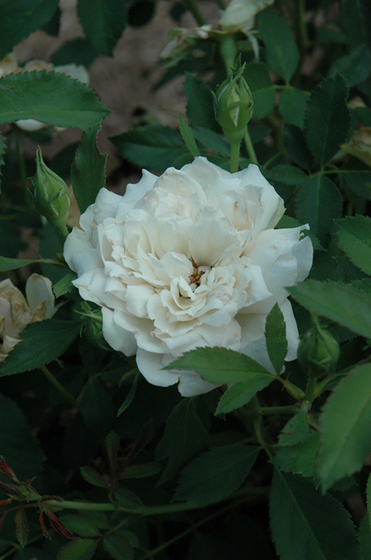 Icecap Rose (Rosa 'Meiradena') at Rainbow Gardens
