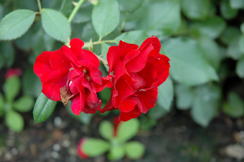 Black Forest Rose (Rosa 'KORschwill') at Rainbow Gardens