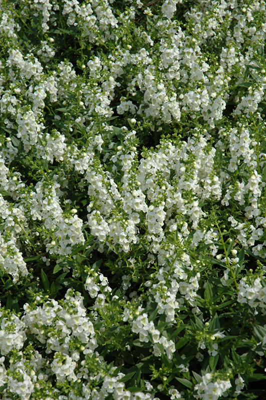 Serenita White Angelonia (Angelonia angustifolia 'PAS811168') at Rainbow Gardens