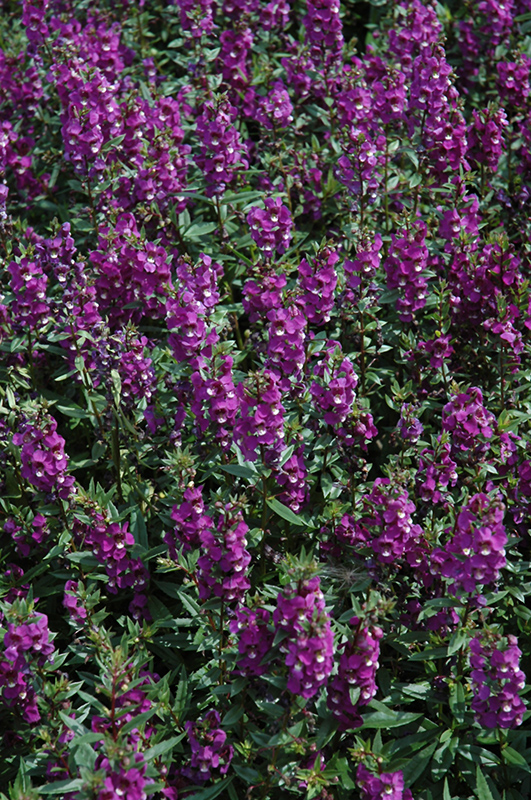 Serenita Purple Angelonia (Angelonia angustifolia 'PAS803822') at Rainbow Gardens