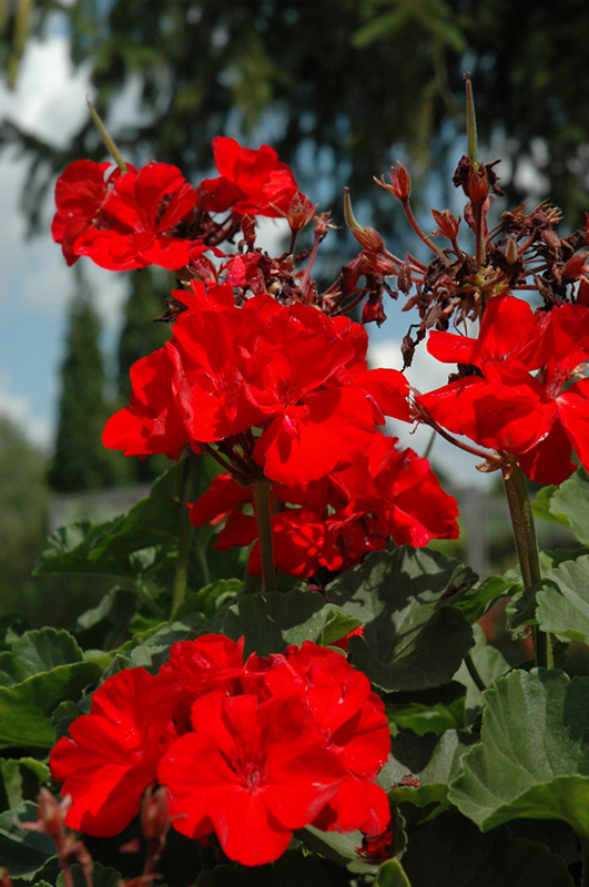 Udsigt vejkryds tand Fantasia Cardinal Red Geranium (Pelargonium 'Fantasia Cardinal Red') in San  Antonio, Texas (TX) at Rainbow Gardens