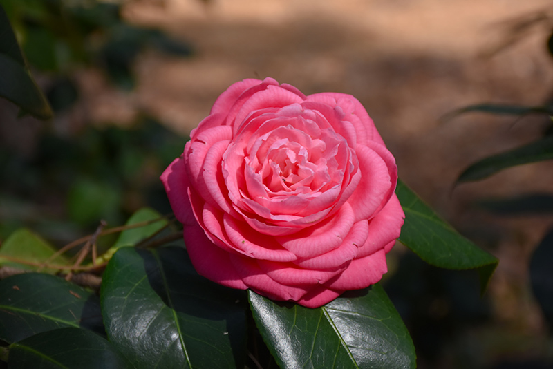 Japanese Camellia (Camellia japonica) at Rainbow Gardens