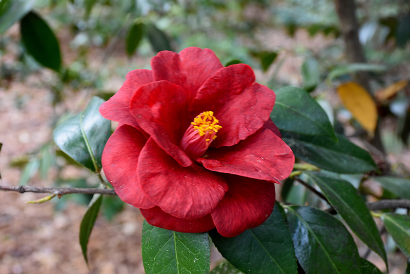 Royal Velvet Camellia (Camellia japonica 'Royal Velvet') at Rainbow Gardens