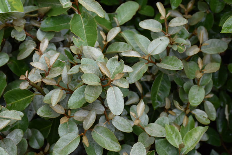 Ebbing's Silverberry (Elaeagnus x ebbingei) at Rainbow Gardens
