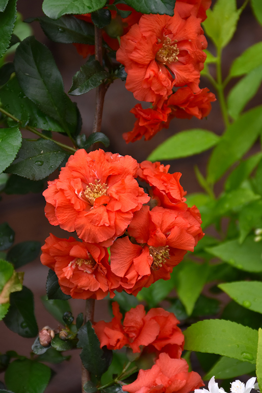 Double Take Orange Flowering Quince (Chaenomeles speciosa 'Orange Storm') at Rainbow Gardens