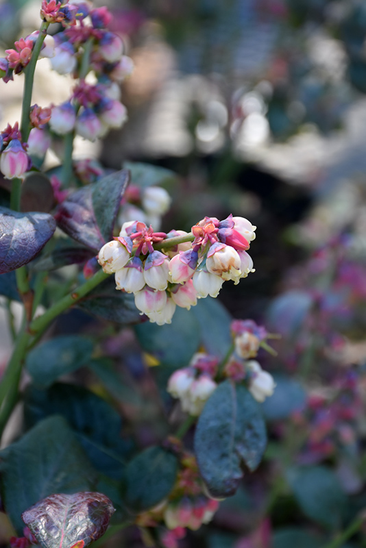 Pink Icing Blueberry (Vaccinium 'ZF06-079') at Rainbow Gardens