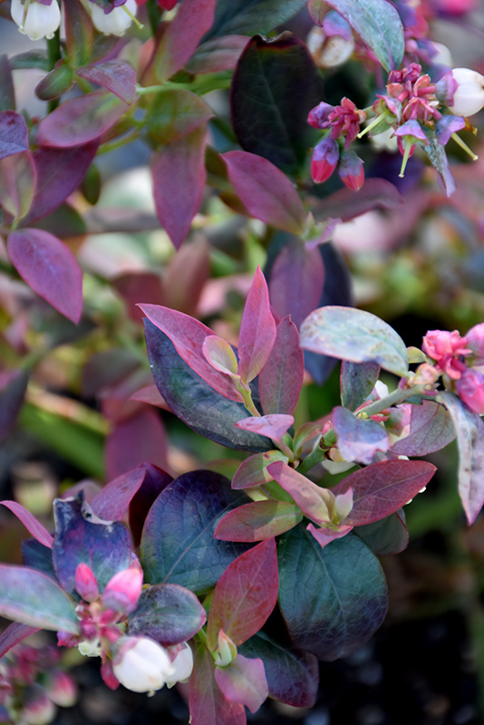 Pink Icing Blueberry (Vaccinium 'ZF06-079') at Rainbow Gardens