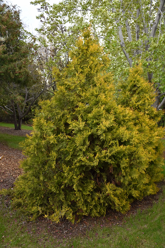 Golden Arborvitae (Thuja occidentalis 'Aurea') at Rainbow Gardens