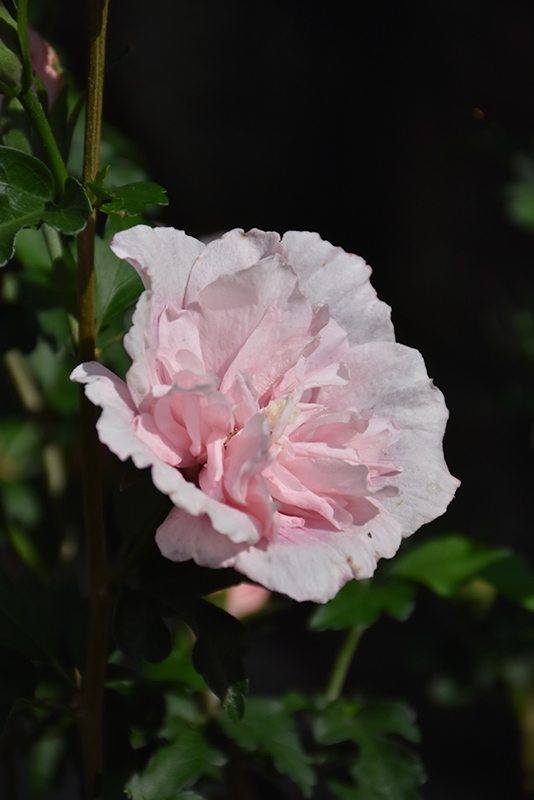 Pink Chiffon Rose of Sharon (Hibiscus syriacus 'JWNWOOD4') at Rainbow Gardens