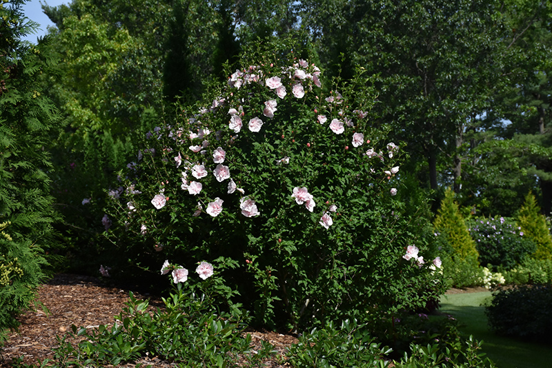 Pink Chiffon Rose of Sharon (Hibiscus syriacus 'JWNWOOD4') at Rainbow Gardens