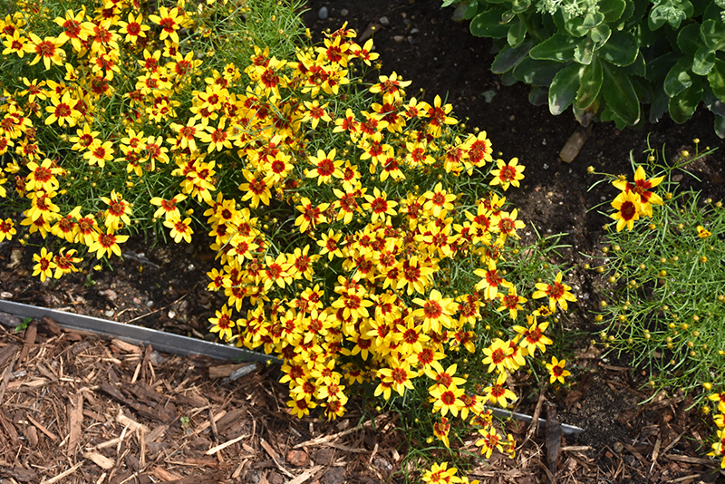 Sizzle And Spice Curry Up Tickseed (Coreopsis verticillata 'Curry Up') at Rainbow Gardens